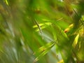 Green bamboo leaves on blurred tropical florest forground and background