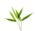 Green Bamboo leaves isolated on white background Royalty Free Stock Photo