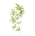 green bamboo leaves isolated on white background Royalty Free Stock Photo