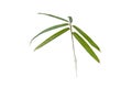 Green bamboo leaves isolated on white. Transparent png additional format Royalty Free Stock Photo