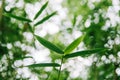 Green bamboo leaves in macro closeup