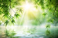 Green Bamboo Leaves Over Sunny Water Surface Royalty Free Stock Photo