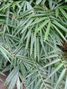 bamboo leaves are green with sharp leaf tips Royalty Free Stock Photo