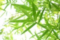 Green bamboo leaves Royalty Free Stock Photo