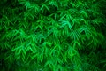 Green bamboo leaves Royalty Free Stock Photo