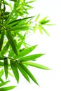 Green bamboo leaves on a white background Royalty Free Stock Photo