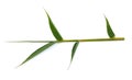 Green bamboo leaves on white background Royalty Free Stock Photo