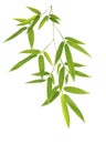 Green bamboo leaves on white background Royalty Free Stock Photo