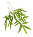 Green bamboo leaves on white background Royalty Free Stock Photo