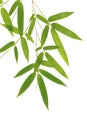 Green bamboo leaves on white background Royalty Free Stock Photo