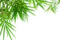 Green bamboo leaves on white background Royalty Free Stock Photo