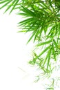 Green bamboo leaves on white background Royalty Free Stock Photo