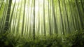 Green bamboo with nature background Royalty Free Stock Photo