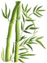 Green Bamboo, painted in watercolor in oriental style