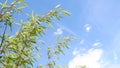 Green bamboo plant against bright blue sky Royalty Free Stock Photo