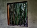 Green Bamboo Plant Stalks Framed in Garden Window