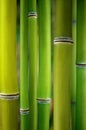 Green bamboo plant wall as a background Royalty Free Stock Photo