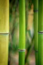 Green bamboo plant wall as a background Royalty Free Stock Photo