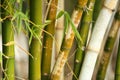 Green bamboo plants Royalty Free Stock Photo