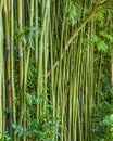 Green bamboo plants growing in a garden Royalty Free Stock Photo