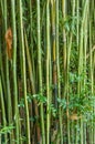 Green bamboo plants growing in a garden Royalty Free Stock Photo