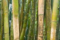 Green Bamboo Poles Royalty Free Stock Photo