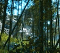 Green bamboo in the rocky jungle