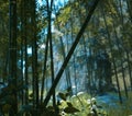 Green bamboo in the rocky jungle