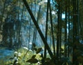 Green bamboo in the rocky jungle