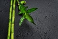 Green bamboo sprout on a black Royalty Free Stock Photo