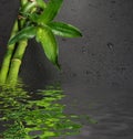 Green bamboo sprout on a black Royalty Free Stock Photo