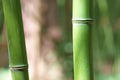 Green bamboo sprout Royalty Free Stock Photo