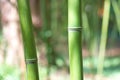 Green bamboo sprout Royalty Free Stock Photo