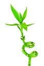 Green Bamboo Sprout Royalty Free Stock Photo