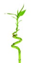 Green Bamboo Sprout Royalty Free Stock Photo