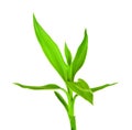 Green Bamboo Sprout Royalty Free Stock Photo
