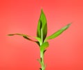 Green Bamboo Sprout Royalty Free Stock Photo