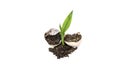 Green bamboo sprout near an egg shell, with black soil Royalty Free Stock Photo