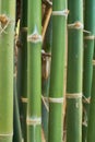 Green bamboo stalk Royalty Free Stock Photo