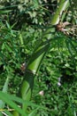 Green bamboo stalk Royalty Free Stock Photo