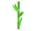 Green bamboo stalk with leaves on white background. Asian plant, nature element, eco-friendly theme vector illustration Royalty Free Stock Photo