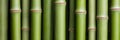 green bamboo stalks in a row Royalty Free Stock Photo