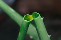 Green bamboo stem with a broken section, revealing the hollow core of the plant. Royalty Free Stock Photo