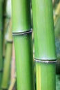 Green bamboo stem detail Royalty Free Stock Photo
