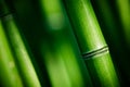 Green bamboo stems Royalty Free Stock Photo