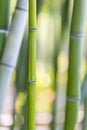 Green bamboo stems background Royalty Free Stock Photo