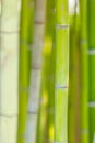 Green bamboo stems background Royalty Free Stock Photo