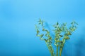 Green bamboo stems on background, space for text Royalty Free Stock Photo