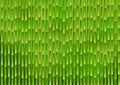 Green bamboo stems background Royalty Free Stock Photo