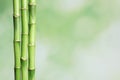 Green bamboo stems on blurred background with space